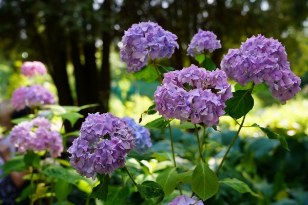 Синоптики предупредили рязанцев об аномальном потеплении 
