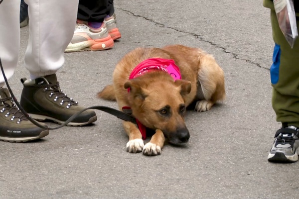 Рязанцы могут сообщить о безнадзорных животных через Госуслуги