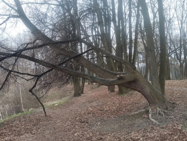 Завтра в регионе ожидаются мокрый снег и дождь