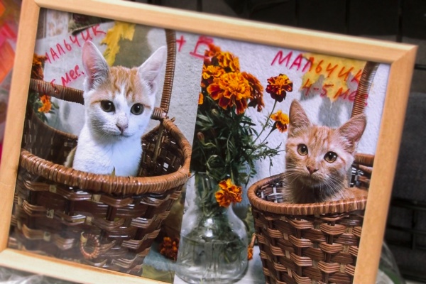 Первая в этом году выставка «Пойдем домой» пройдет в Доме молодежи 