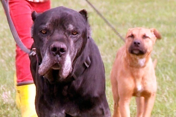 Пятеро рязанцев получат штраф за выгул собак без поводка и намордника