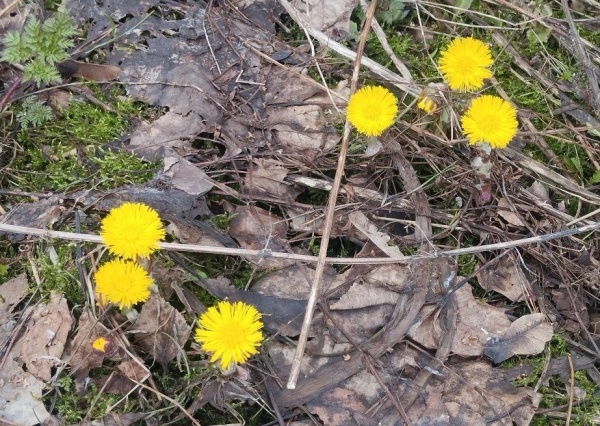 Завтра в регионе потеплеет до +18°С