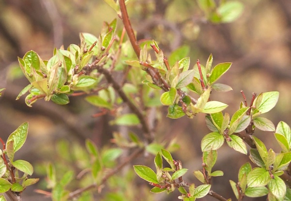 Завтра днем воздух в регионе прогреется до +17°С