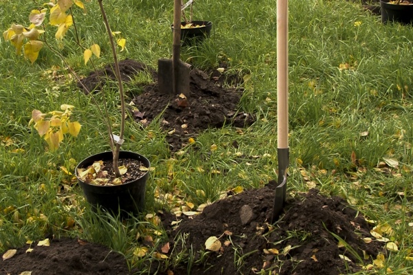 Более 2,5 тысяч деревьев высадят в регионе во время месячника благоустройства 