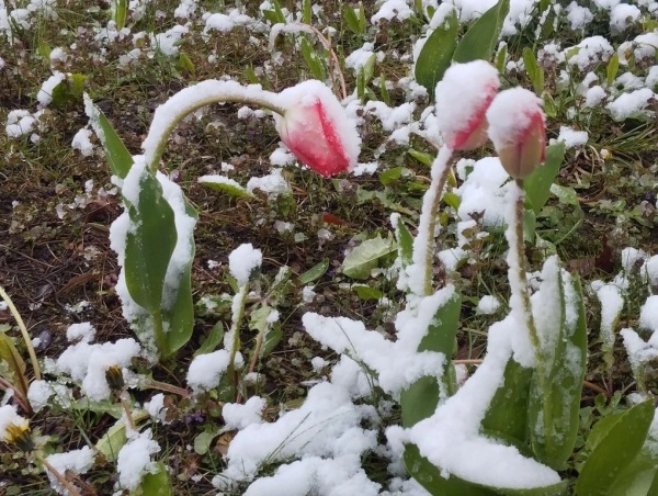 Снег и ветер: погода продолжит испытывать рязанцев на прочность