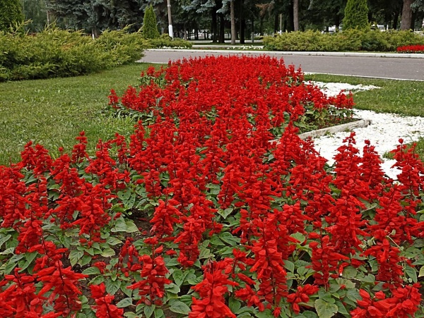 В регионе наградили победителей и призеров конкурса «Самое благоустроенное поселение»