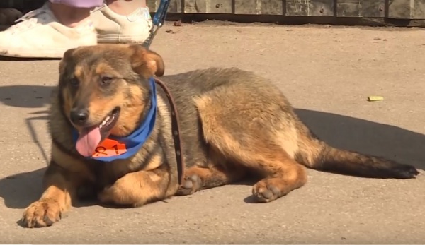В Рязани благоустроили еще одну площадку для выгула собак