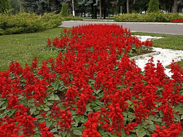 В Михайлове планируют восстановить памятник Ленину, уничтоженный более 80 лет назад