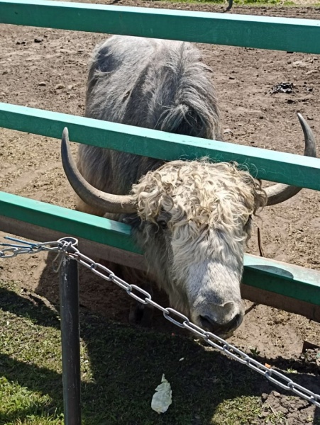 В Окском заповеднике усыновили зубра