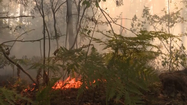За неделю в Рязанской области произошло восемь лесных пожаров