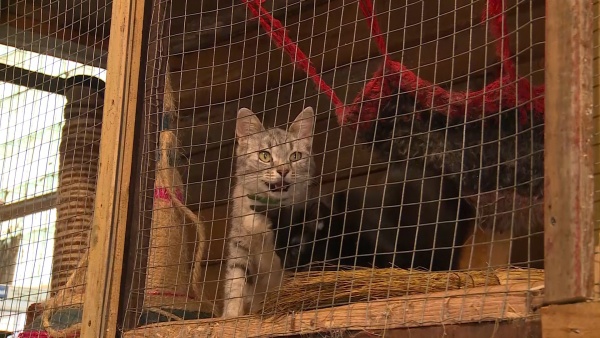 В Лесопарке проходит выставка бездомных животных