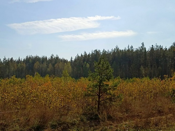 За неделю клещи покусали 141 рязанца 