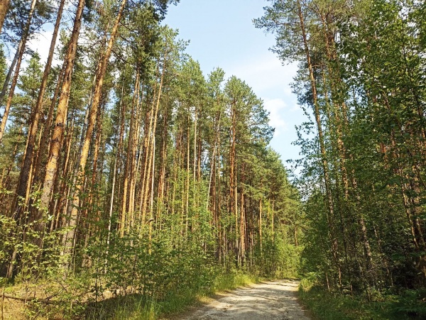 Въезды в лес перекроют шлагбаумами