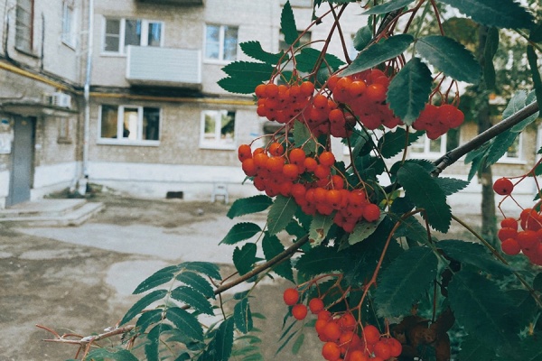 1 августа в Рязанской области ожидается дождь и +28°С