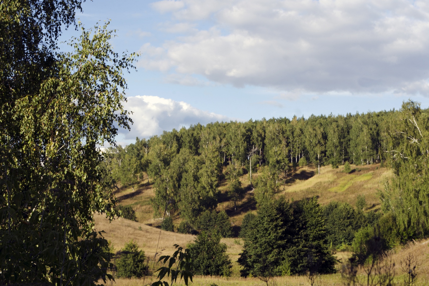 лес на реке пра