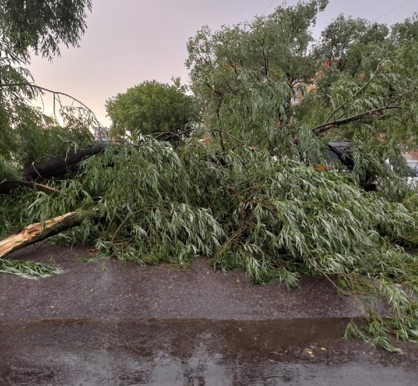 На 70 адресах в Рязани ураган оборвал провода и повалил деревья