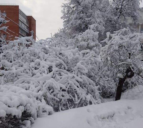 107 деревьев упали в Рязани в результате снегопада