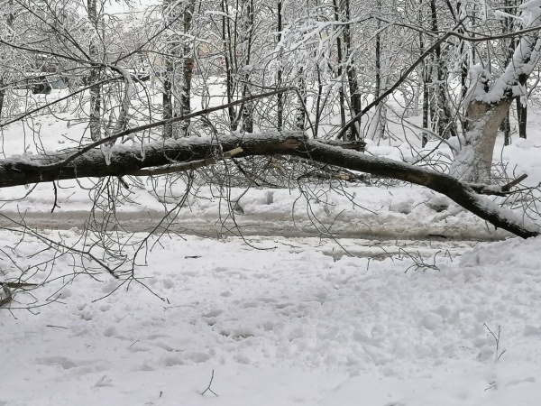Количество упавших деревьев в Рязани выросло до 186