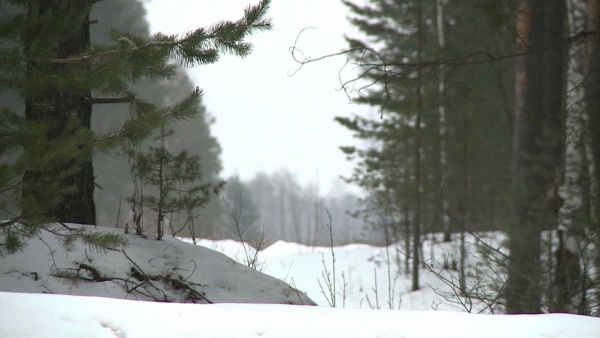 Лесничества Рязанской области ведут подготовку в началу пожароопасного сезона