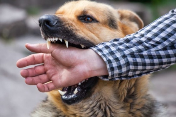 В Рязанской области за неделю привили 559 собак от бешенства 