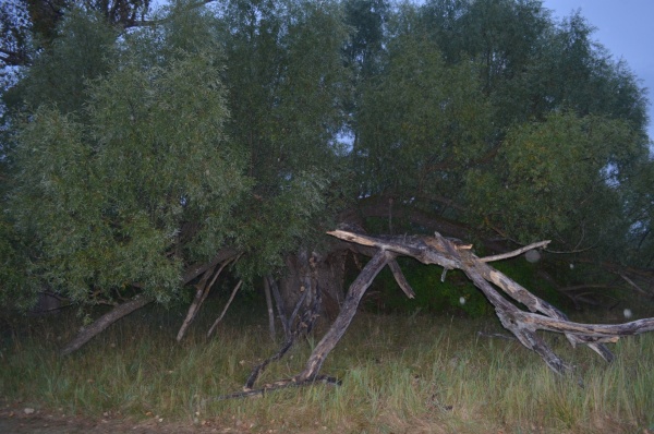 2 миллиона рублей выделили на снос аварийных деревьев