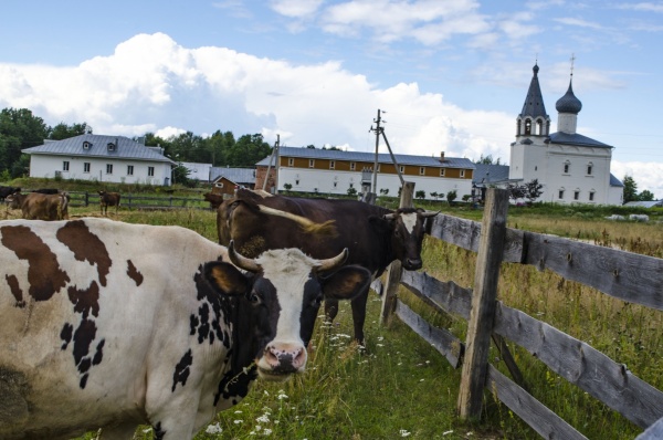 В Ермишинском районе введен карантин из-за лейкоза коров