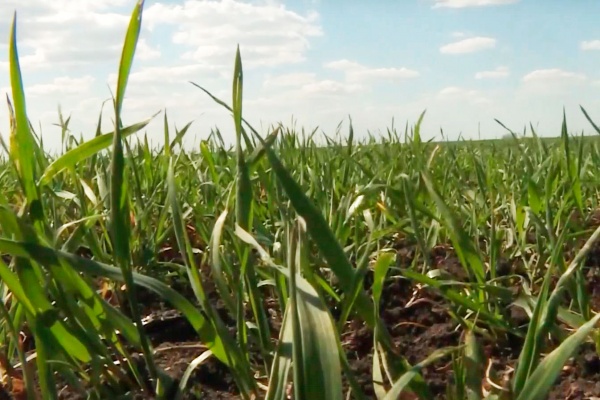 Более 170 миллионов рублей выделено на поддержку производителей зерновых культур Рязанской области