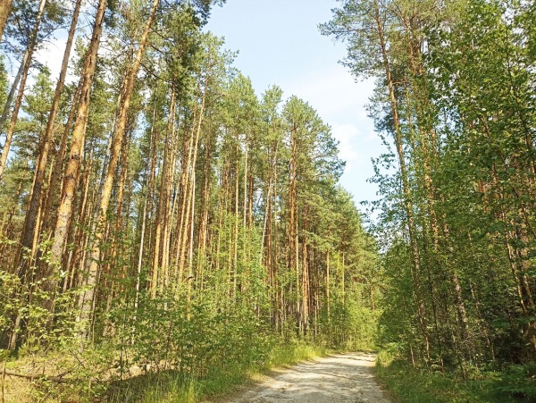 Ограничения на вход и въезд в леса продлят до 14 августа