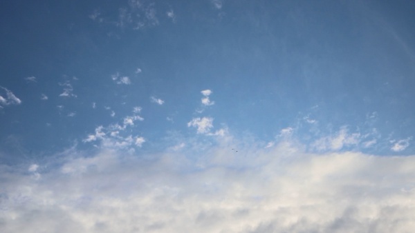 Жара увеличивает риск возникновения лесных пожаров