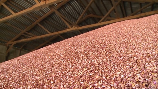 Аграрии региона намолотили свыше миллиона тонн зерна