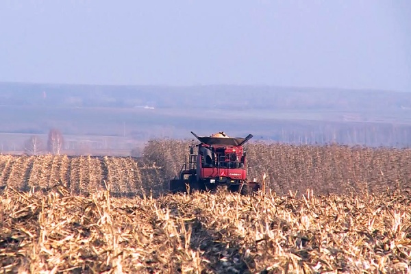 Валовый сбор зерна в Рязанской области превысил 1,5 миллиона тонн